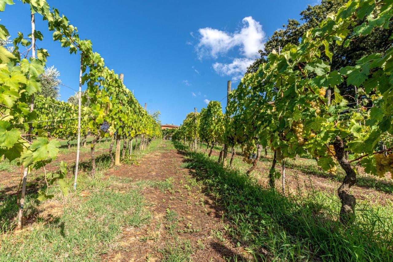 Podere Sant'Antonio Fauglia Exterior foto